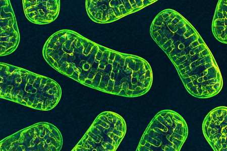 Scientists Devise a Method to Edit Mitochondrial DNA. Here’s How It Works and Why It Matters