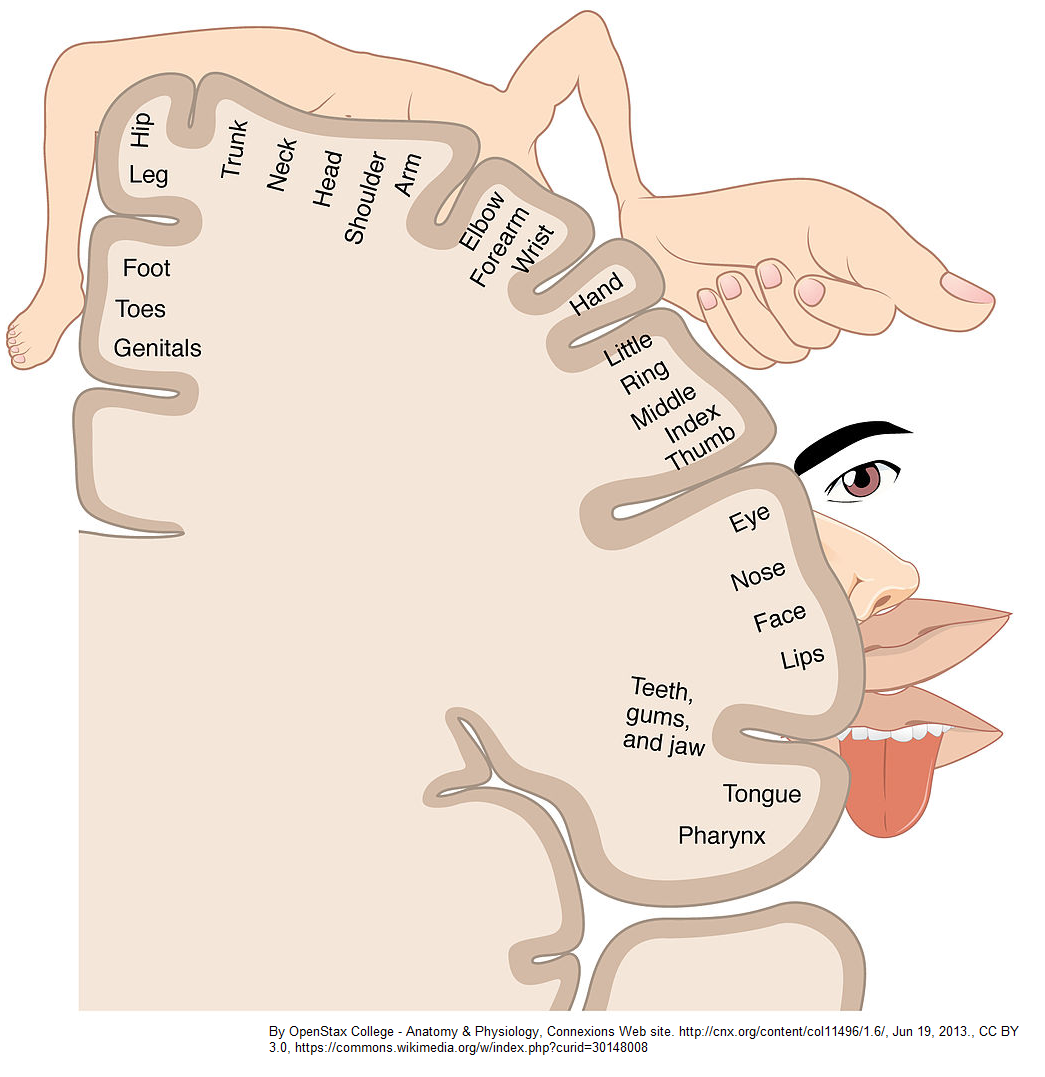 wikipedia_somatotopy