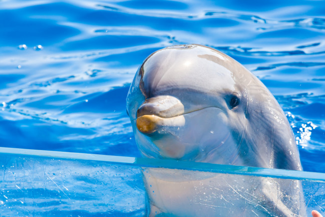 dolphin in captivity - shutterstock 8963941