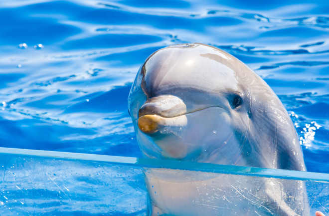 dolphin in captivity - shutterstock 8963941