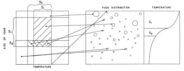 niche-diagram600.jpg