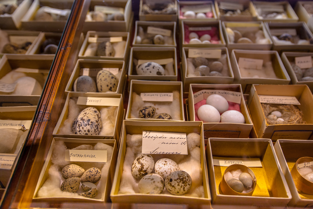 Why Do Bird Eggs Come in So Many Shapes? Discover Magazine