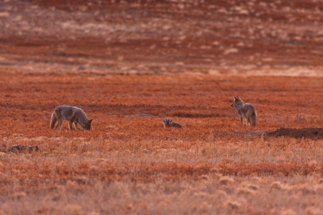 Two coyotes amble alongside a badger.