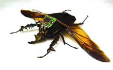 Cyborg Bugs Researcher Controls Beetles With Radio Antenna Discover Magazine