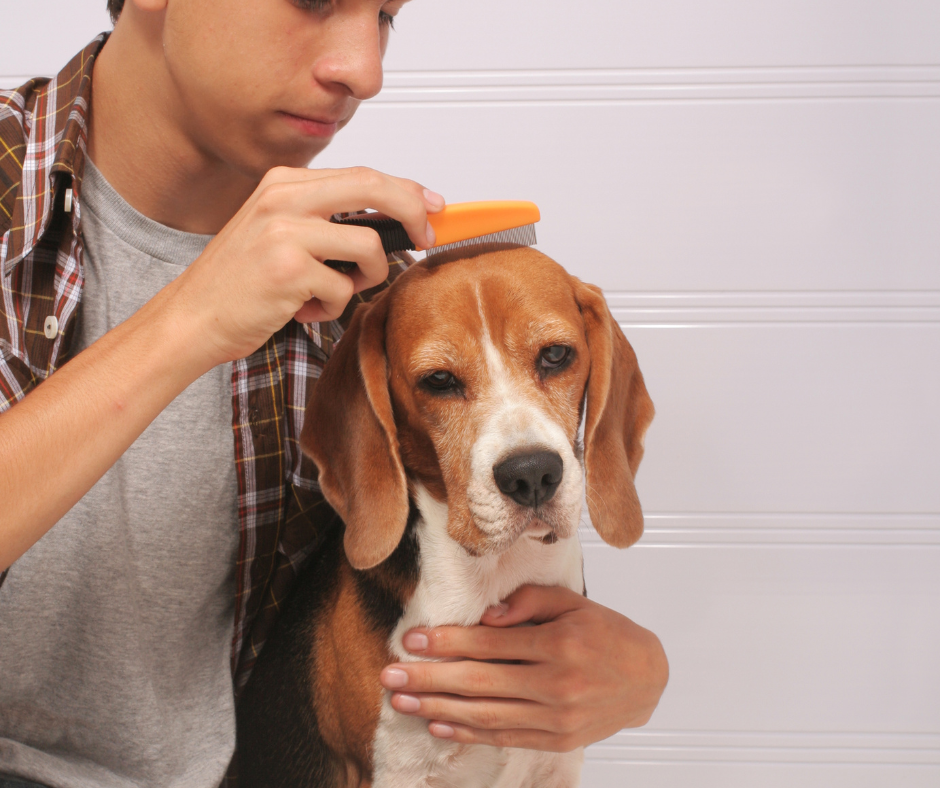 25 Best Flea Treatment For Dogs