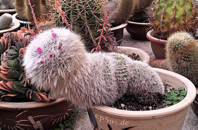 Cactus - Flickr