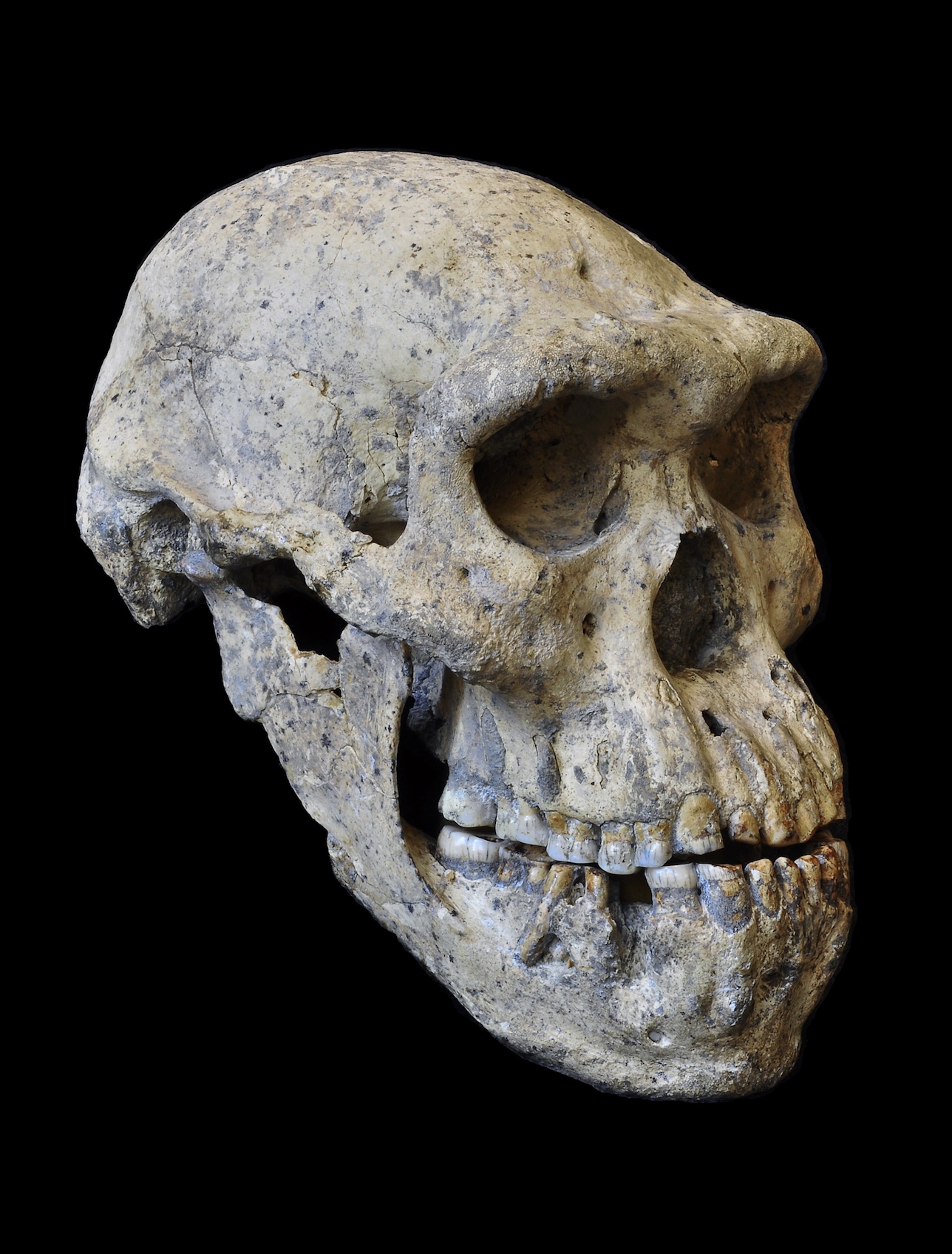 human evolution timeline skulls