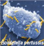 pertussis_icon.jpg