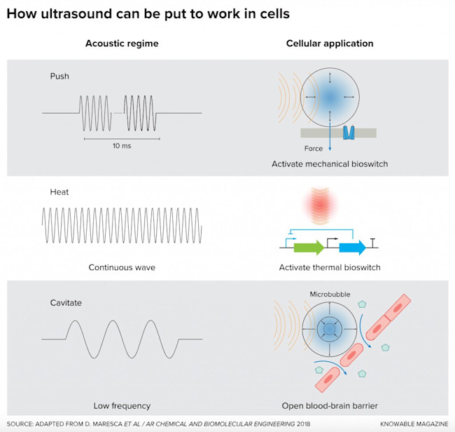 ultrasound in cells