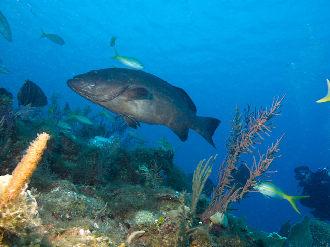 Grouper Fish - Shutterstock