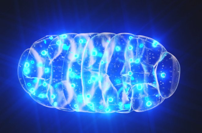 Mitochondria