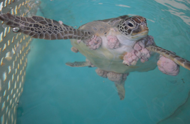 Sea-turtle-with-FP-image-credit-Jen-Zuberer5-1024x681-1024x681.jpg