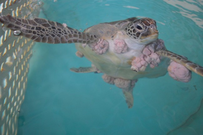 Human Cancer Treatment Helps Sea Turtles Discover Magazine 