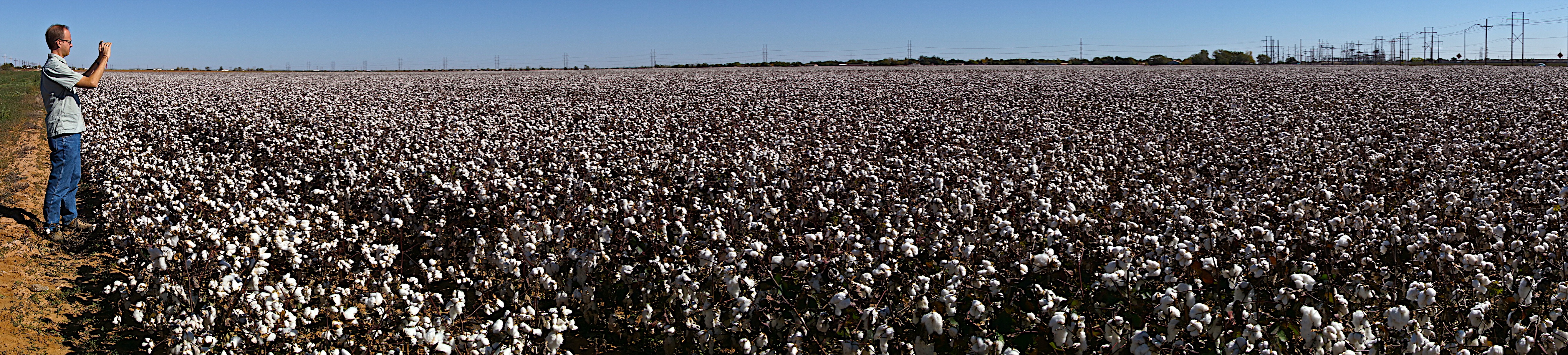 Cotton-field.jpg