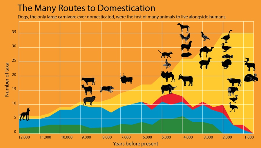domestication of animals timeline