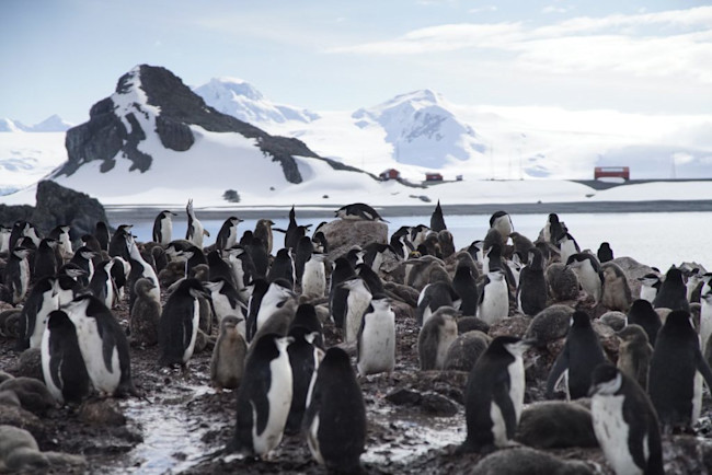 Chinstrap Penguins - Verena Meraldi & Allison Cusick