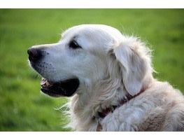 retriever-348572_640.jpg