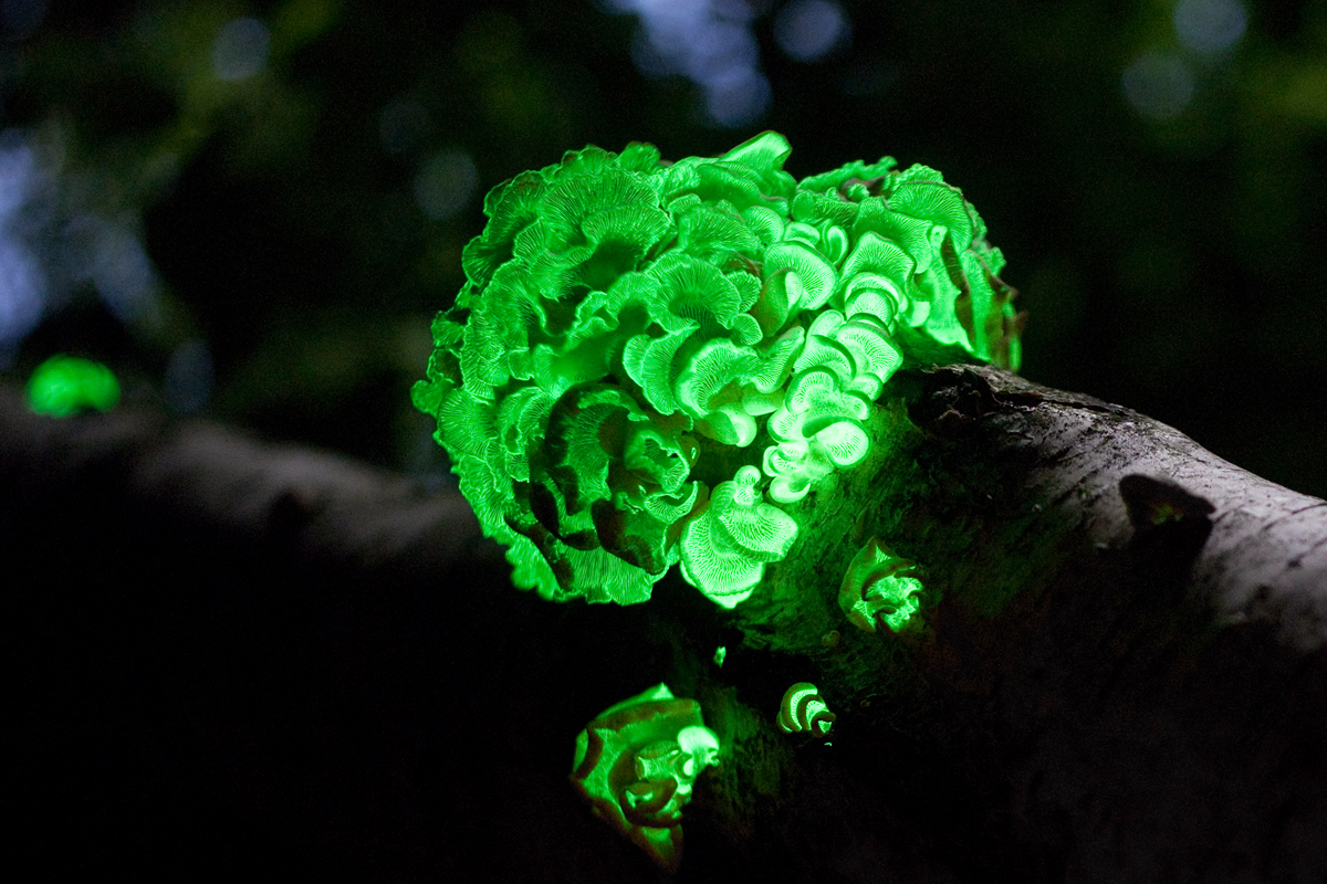 How Bioluminescent Fungi Glow In the Dark | Discover Magazine