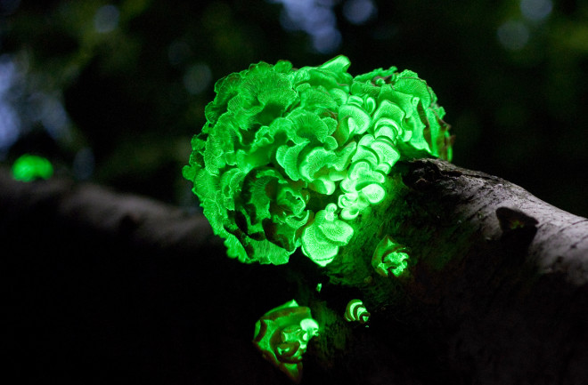 Panellus stipticus, glowing fungi - Wikimedia Commons