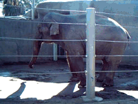 Devielephant.gif