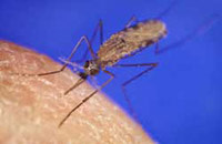 anophelesgambiaemosquito.jpg