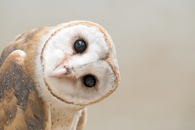 Barn Owls Help Scientists Unlock How The Brain Pays Attention