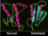 Prion.jpg