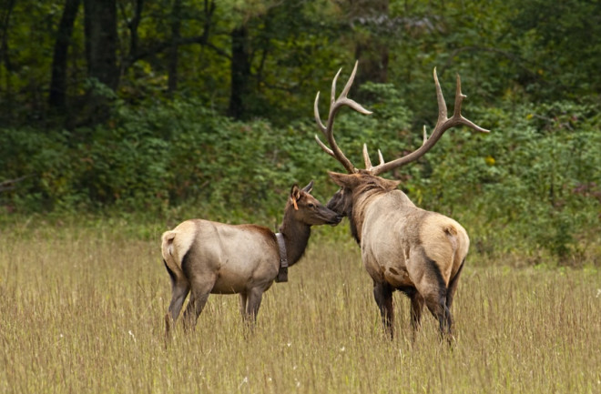 elk2