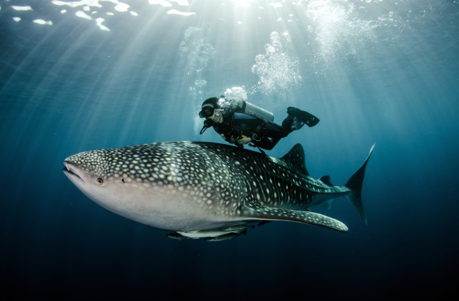 Scubadiver swimming with whale shark