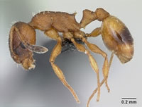 Temnothorax.jpg