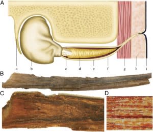 pnas.1311418110fig01-300x258.jpg