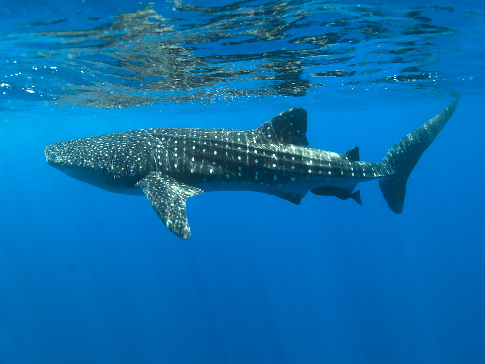 Meet the Whale Shark: The Biggest Fish in the World