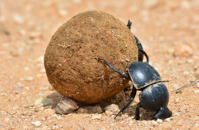 dung beetle naviation