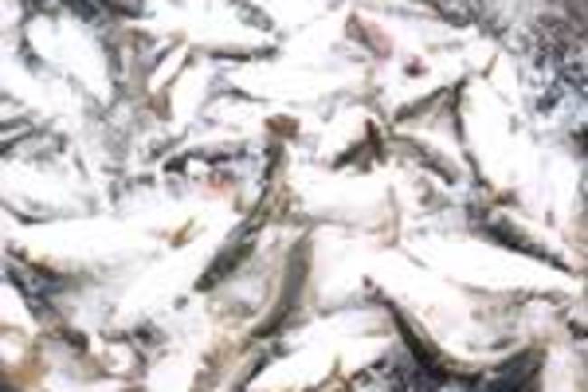 menhaden fishes net