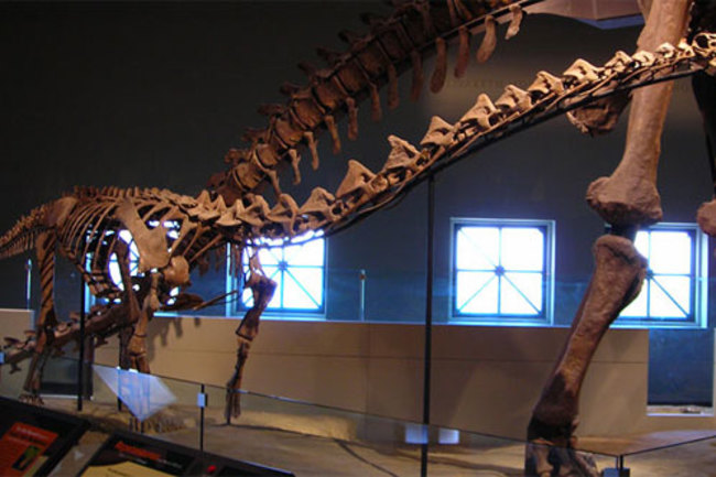Rapetosaurus.jpg