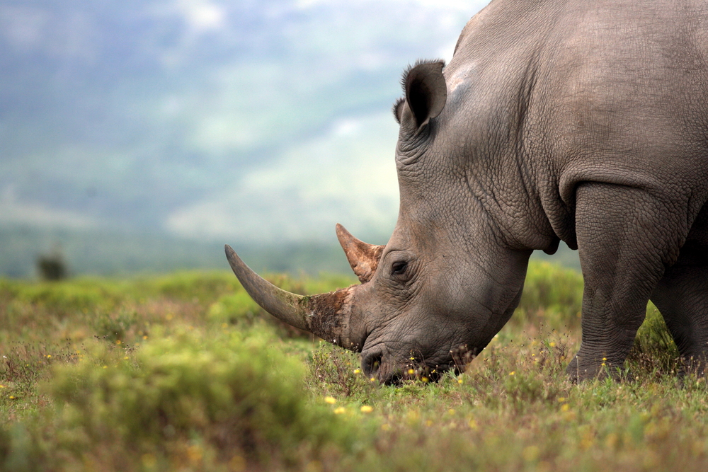 The Plight of the World’s Most Populous Rhinoceros