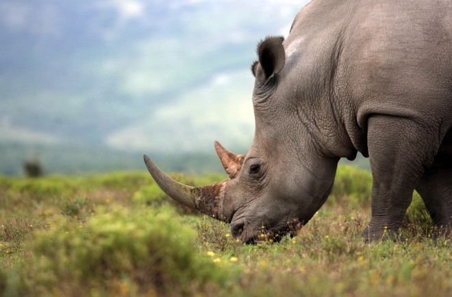 White rhino