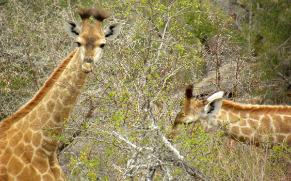 Giraffes_feeding.jpg