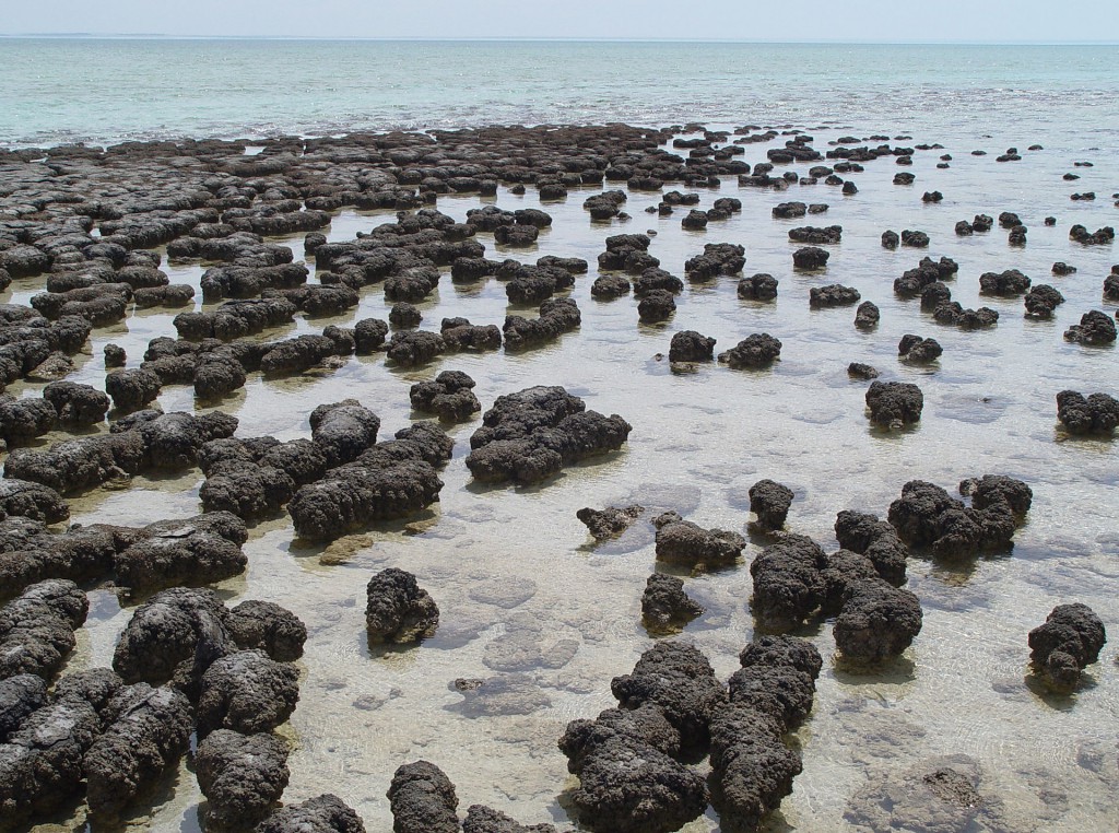 Stromatolites_in_Sharkbay-1024x762.jpg