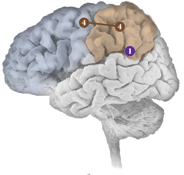 Neural Networks Brain Diagram