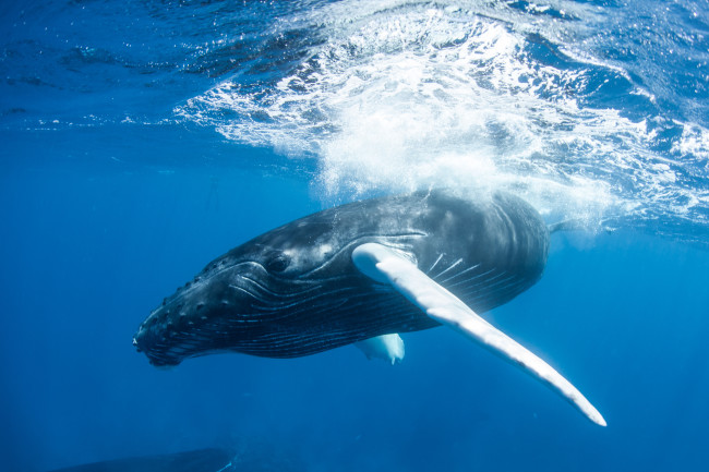 Baleen whale swimming