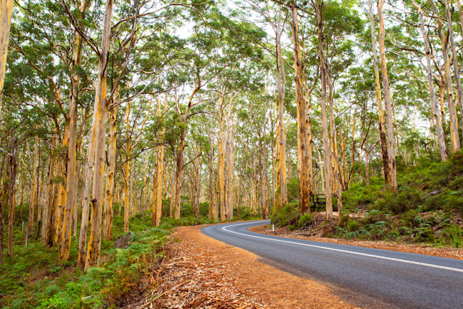 Australian forest - shutterstock 1106802731-1