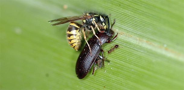 Wasps.jpg