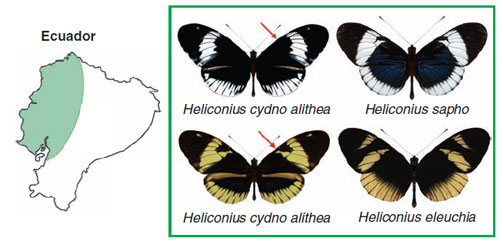 Discriminating Butterflies Show How One Species Could Split