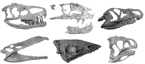 Crurotarsanskulls.jpg