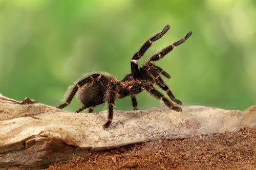 Tarantula Spider - Shutterstock