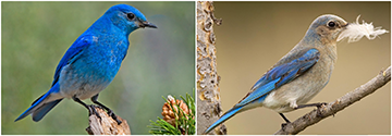 Bluebirds - CC and Jim Chagares