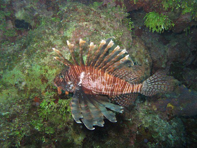 lionfish_fight_loser_alex_fogg-1024x768.jpg