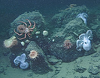 3_octopus_home2.jpg