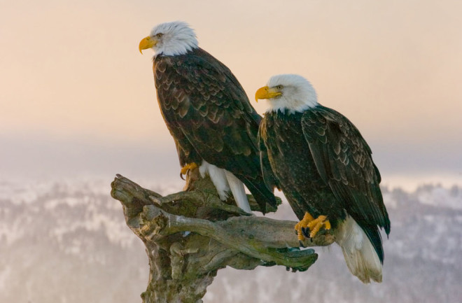 bald eagles are monogamous 